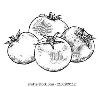 Several tomato. Beautiful ripe vegetable in vintage engraving style. Outline sketch. Hand drawing is isolated on a white background. Vector.