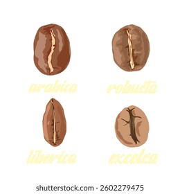 several types of coffee beans without background