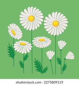 Several white daisy flowers with stems and leaves on a green background