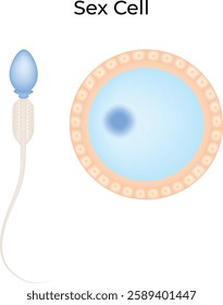 Sex Cell Science Design Vector Illustration Diagram