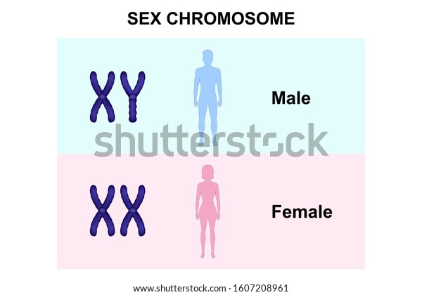 Sex Chromosome Men Women Male Female Stock Vector Royalty Free 1607208961