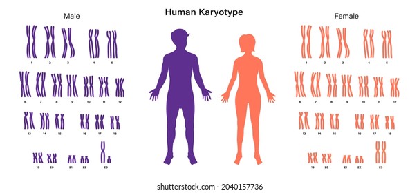 Sex chromosome structure. Male and Female. Biological study