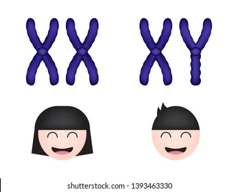 Sex chromosome, women and men, vector illustration eps10