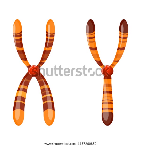 Sex Chromosome X Y Vector Diagram Stock Vector Royalty