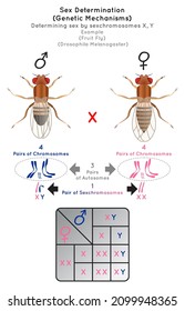 Sex Determination Genetic Mechanisms by Sexchromosomes Infographic Diagram example fruit fly or drosophila melanogaster pairs autosomes reproduction gametes heredity gene science education vector