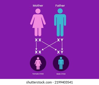 Sex Determination In Humans. X And Y Chromosome. Genetic Inheritance. Vector Illustration. 