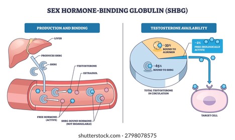 Sex hormone binding globulin overview shows liver, bloodstream, and testosterone availability chart, explaining hormone transport and free vs bound fractions. Outline diagram