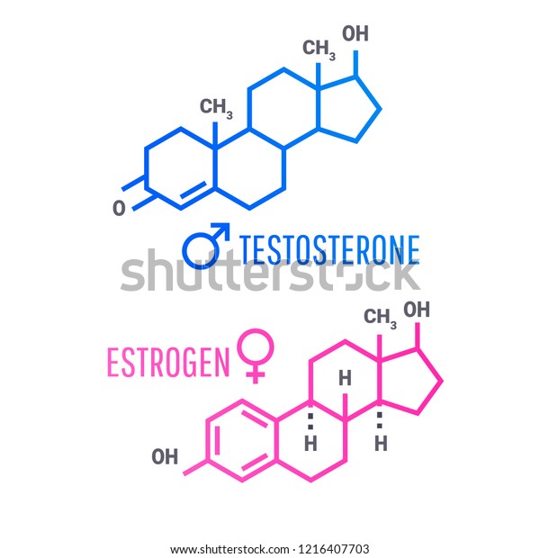 Sex Hormones Molecular Formula Estrogen Testosterone Stock Vector Royalty Free 1216407703 