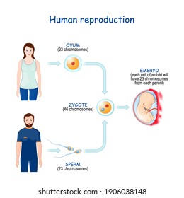 Sexual Reproduction And Human Fertilization. Meiosis In The Parents' Gonads Produces Gametes (sperm And Ovum) That Each Contain Only 23 Chromosomes. Cell Of The Embryo Will Have 46 Chromosomes