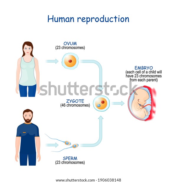 Sexual reproduction and human fertilization.\
Meiosis in the parents\' gonads produces gametes (sperm and ovum)\
that each contain only 23 chromosomes. cell of the embryo will have\
46 chromosomes