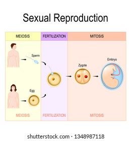 Sexual Reproduction Images Stock Photos Vectors Shutterstock