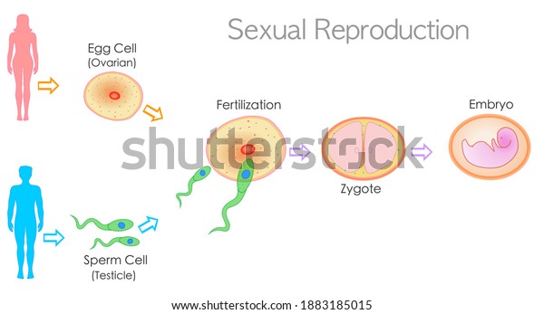 Sexual Reproduction Stages Steps Levels Fertilization Stok Vektör Telifsiz 1883185015 0704