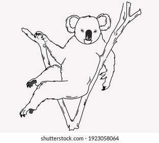 sexy koala line art vector