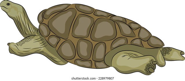 Seychelles Giant Tortoise Isolated On White Background.