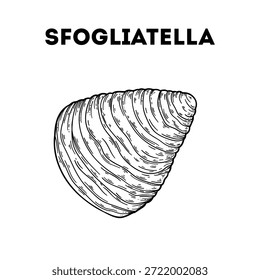Sfogliatella-Skizze. Vektorgrafik. Italienisches Essen. Italienische Küche. Handgezeichnet. Draufsicht. Keine KI erzeugt.
