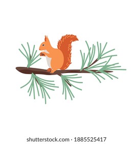 Sguirrel on the pine branch vector