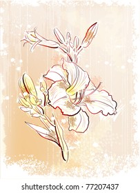 shabby outline Illustration of  the white lily