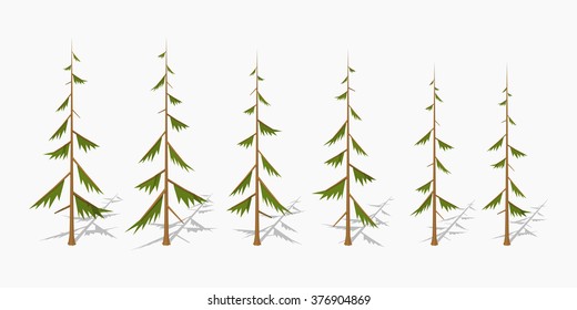 Shabby pine trees. 3D lowpoly isometric vector illustration. The set of objects isolated against the white background and shown from different sides