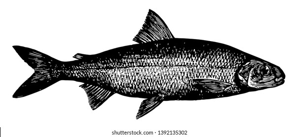 Shad Waiter is a whitefish in the Salmonidae family of salmon, vintage line drawing or engraving illustration.