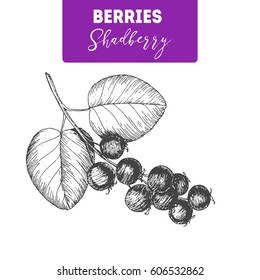 Shadberry hand drawn vector illustration set. Engraved food image.