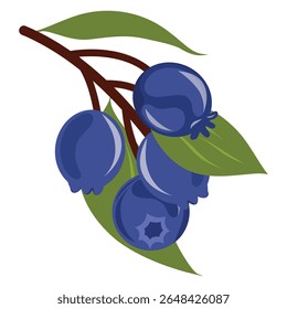 Galho de amora com ilustração de vetor de bagas em um fundo branco. Serviceberry, saskatoon, juneberry, chuckley, wild-plum, irga.