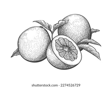 Shaddock engraving. Pomelo retro style ink, sketch, vintage grapefruit etching isolated on white background, vitamin c food fruit vector illustration