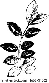 Shadow of black leaves isolated on a white background.