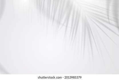 Shadow of coconut leaf on white background. Vector illustration