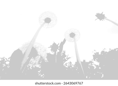 The shadow of a dandelion bush on a white wall. A black and white image to overlay on a photo or mockup