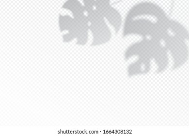 Shadow effects with tropical monstera leaves in the corner. Flat lay background with tropical leaf shadow. Applicable for mockup, template background. Vector illustration