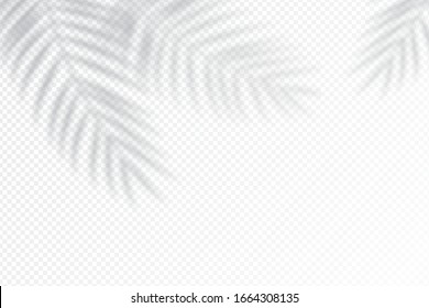 Shadow effects with tropical palm leaves in the corner. Flat lay background with tropical leaf shadow. Applicable for mockup, template background. Vector illustration