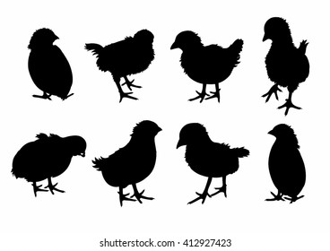 Shadow of eight birds