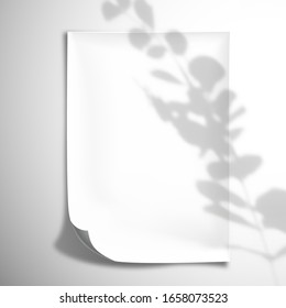 The shadow from a eucalyptus branch falls on a white blank concave sheet of paper.  Top view mockup template for design