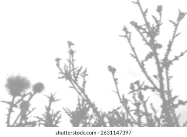 The shadow of the field grass on the white wall. A black and white image to overlay on a photo or mockup