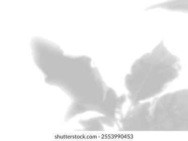 The shadow of the flower leaves on the white wall. Black and white image for photo overlay or mockup