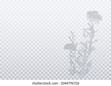 Shadow of flowers isolated on transparent background. Vector realistic silhouette with empty space. (Asters). EPS10. 