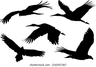 Shadow of Flying Birds Illustration Design