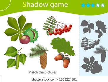 Shadow Game for kids. Match the right shadow. Color images of forest fruits and leaves of trees. Oak, birch, chestnut, Rowan, pine, fir. Plants. Worksheet vector design for children