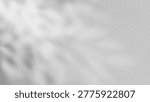 Shadow gobo overlay effect with natural tree leaves creating dappled patterns on wall background. Soft sunlight filtering through foliage produces elegant botanical silhouettes for studio scenes.