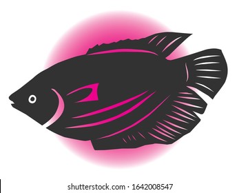 shadow image of a gourami fish