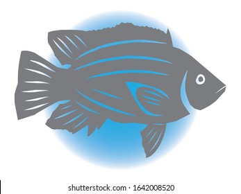shadow image of a tilapia fish