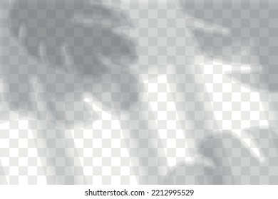 Sombra de hoja desde la ventana. Las hojas de palmera en la sombra están aisladas en un fondo transparente. La luz del sol para la superposición. Sombra vegetal. Árbol tropical. Follaje tropical natural para la burla veraniega.