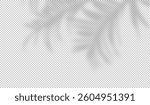 Shadow of leaf from window. Shadows palm leave isolated on transparent background. Palms tree. Reflected flowers for effects overlay. Plants shades. olive light for summer design. Vector illustration