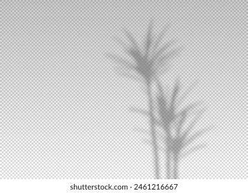 Shadow of leaf from window. Shadows palm leaves isolated on transparent background. Reflected flowers for effects overlay. Plants shades. Leafes tree. Light sunshine floral for summer design. Vector