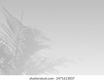 Shadow of leaf from window. Shadows palm leaves isolated on transparent background. Reflected flowers for effects overlay. Plants shades. Leafes tree. Light sunshine for summer design. Vector illustra