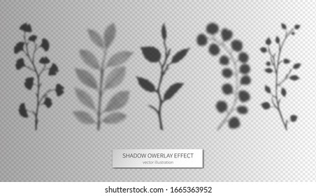 Shadow leaves branches set. Overlay effects design elements for presentations, mock-ups scenes, backgrounds, social media templates natural transparent realistic ginkgo, ginko maple leaf vector
