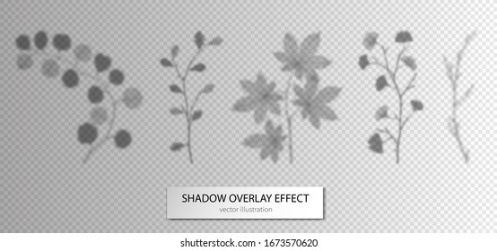 Shadow leaves branches set. Overlay effects design elements for presentations, mock ups scenes, backgrounds, social media templates natural transparent ginkgo, eucalyptus, maple leaf. Mesh vector