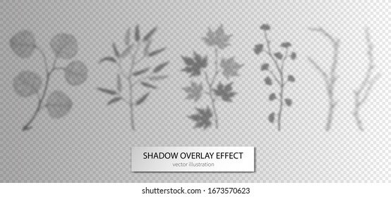 Shadow leaves branches set. Overlay effects design elements for presentations, mock ups scenes, backgrounds, social media templates natural transparent ginkgo, eucalyptus, maple leaf. Mesh vector