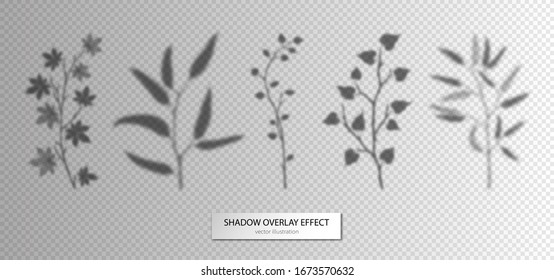 Shadow leaves branches set. Overlay effects design elements for presentations, mock ups scenes, backgrounds, social media templates natural transparent ginkgo, eucalyptus, maple leaf. Mesh vector