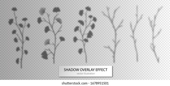 Shadow leaves branches set. Overlay effects design elements for presentations, mock ups scenes, backgrounds, social media templates natural transparent ginkgo biloba,  ginko leaf. Mesh vector